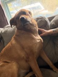 Lost Female Dog last seen Near ingra , Anchorage, AK 99508