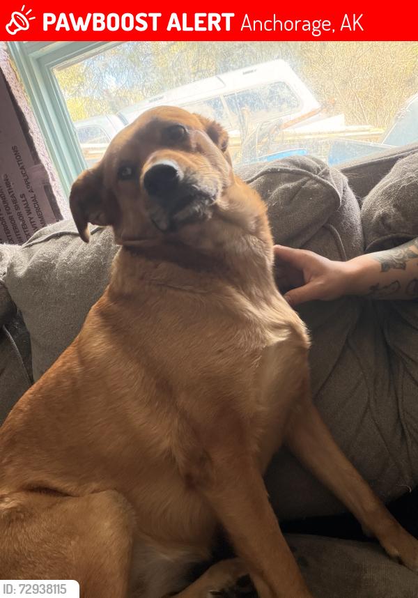 Lost Female Dog last seen Near ingra , Anchorage, AK 99508
