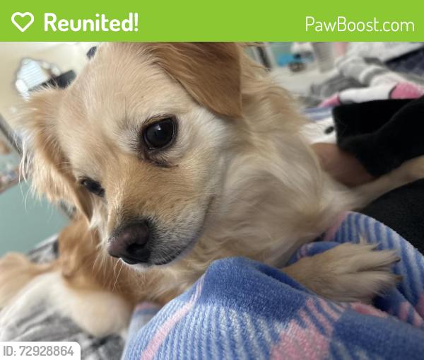 Reunited Female Dog last seen Pittsburg, Pittsburg, CA 94565