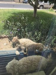 Reunited Unknown Dog last seen Souther and Stapley in Mesa, Mesa, AZ 85204