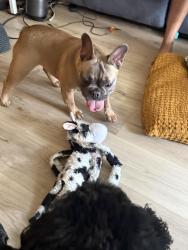 Reunited Female Dog last seen 68th and McClellan , Hollywood, FL 33024
