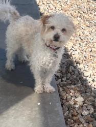 Reunited Male Dog last seen Near Verde Bloom St, Las Vegas, NV 89135, USA, Las Vegas, NV 89135