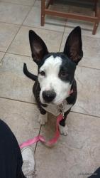 Reunited Female Dog last seen Gaynor, San Antonio, TX 78204