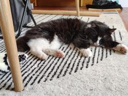 Reunited Male Cat last seen Near 18th St, Racine, WI 53403, Racine, WI 53403