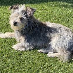 Reunited Male Dog last seen Amber lane, Escondido, CA 92026