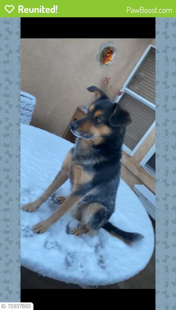 Reunited Male Dog last seen Mayfair 86th st sw , Albuquerque, NM 87121