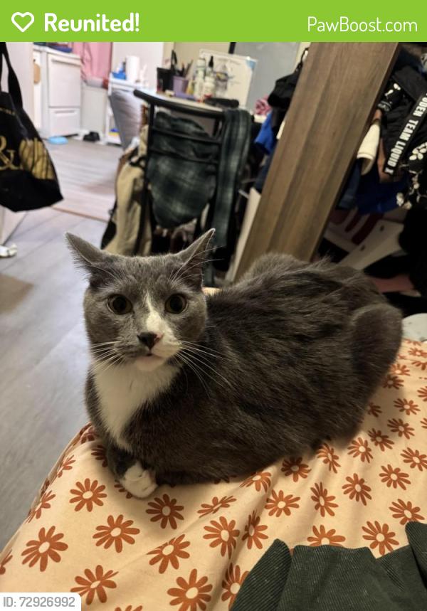 Reunited Male Cat last seen Wyoming Ave and Pringle By the Sunoco Tire Choice and Kingston Veterinary Clinic , Kingston, PA 18704