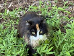 Reunited Unknown Cat last seen Ray road, Raleigh, NC 27613