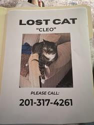 Lost Female Cat last seen Carey road and alexandria , Roxbury Township, NJ 07876