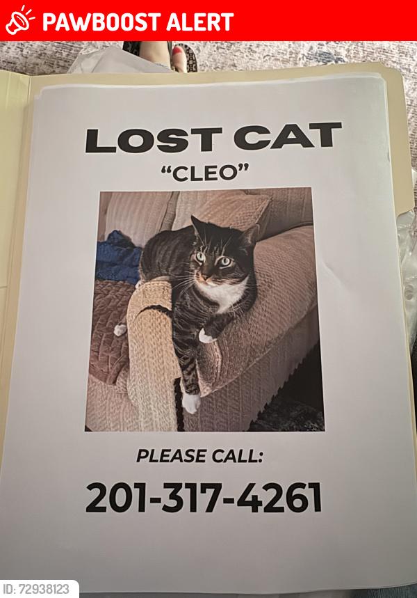 Lost Female Cat last seen Carey road and alexandria , Roxbury Township, NJ 07876