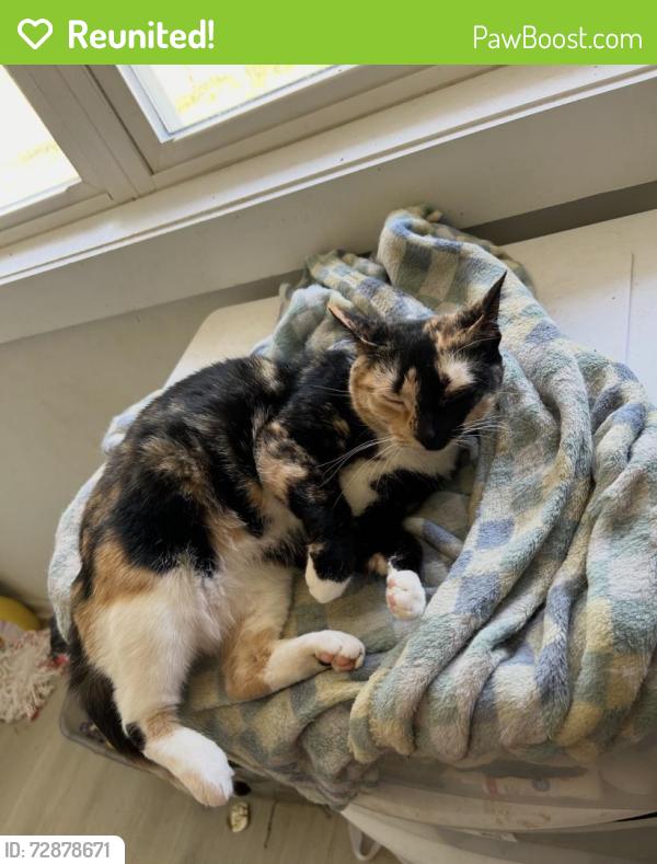 Reunited Female Cat last seen C Avenue Southeast, Hickory, NC 28602