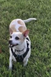Reunited Male Dog last seen Holden Ave and Orange Ave  Medallion ests , Orlando, FL 32839