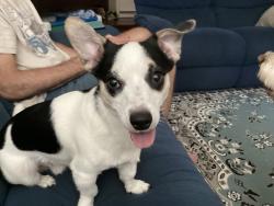 Found/Stray Male Dog last seen Highway 150 heading towards oak ridge , Kernersville, NC 27284