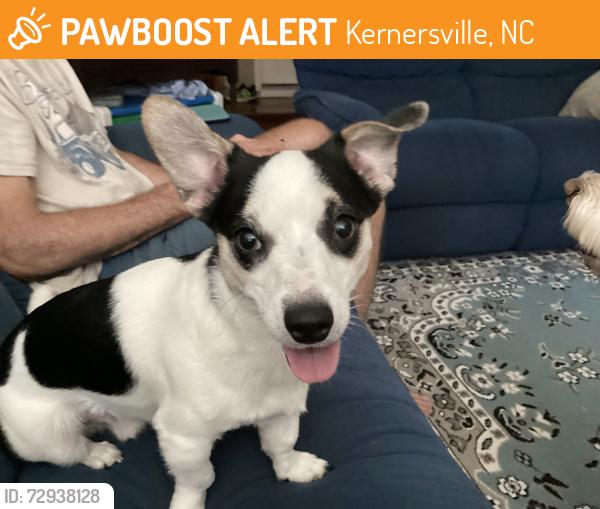 Found/Stray Male Dog last seen Highway 150 heading towards oak ridge , Kernersville, NC 27284