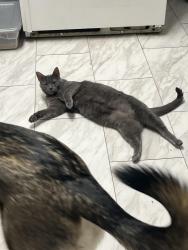 Reunited Male Cat last seen by SD&A on 1st ave, Huntington, WV 25702