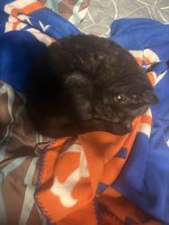 Lost Female Cat last seen Near Brook Street Mahwah NJ, Mahwah, NJ 07430