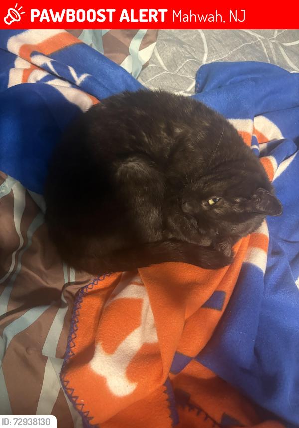 Lost Female Cat last seen Near Brook Street Mahwah NJ, Mahwah, NJ 07430