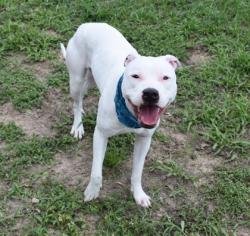 Shelter Stray Female Dog last seen Inverness, FL 34450, Inverness, FL 34450