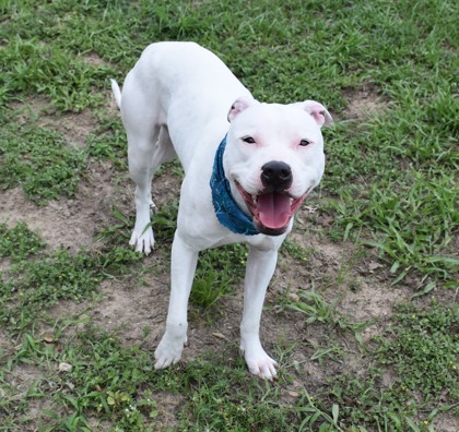 Shelter Stray Female Dog last seen Inverness, FL 34450, Inverness, FL 34450