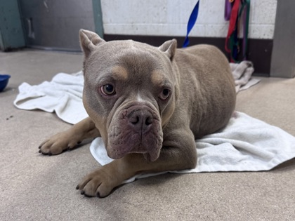 Shelter Stray Male Dog last seen Oakland, CA , Oakland, CA 94601