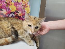 Shelter Stray Female Cat last seen 3rd St, 43402, OH, 827 Illinois Ave, Maumee, OH 43537, USA