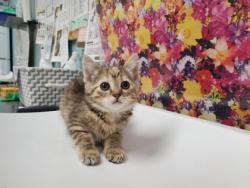 Shelter Stray Female Cat last seen 3rd St, 43402, OH, 827 Illinois Ave, Maumee, OH 43537, USA