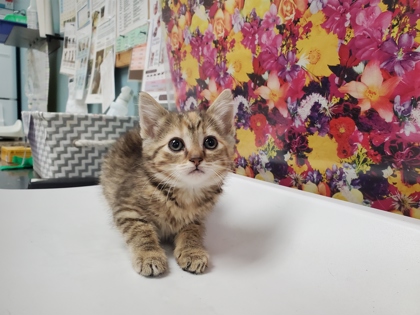 Shelter Stray Female Cat last seen 3rd St, 43402, OH, 827 Illinois Ave, Maumee, OH 43537, USA