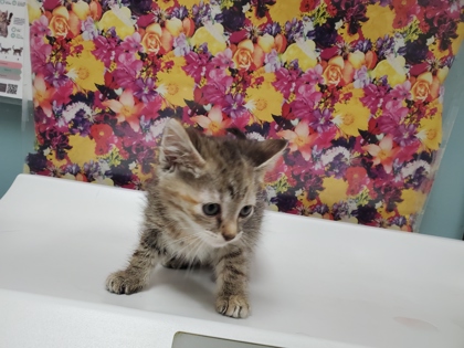 Shelter Stray Female Cat last seen 3rd St, 43402, OH, 827 Illinois Ave, Maumee, OH 43537, USA