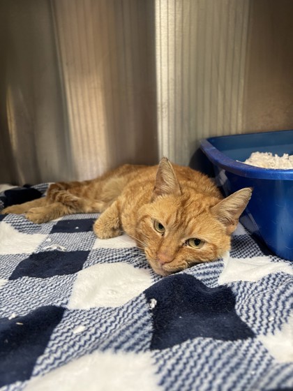 Shelter Stray Male Cat last seen Oakland, CA 94602, Oakland, CA 94601