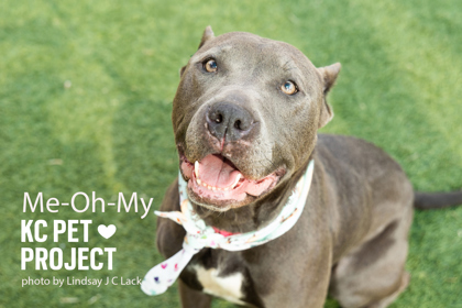 Shelter Stray Female Dog last seen 63rd and Paseo, KCMO, 64131, 64131, MO, Kansas City, MO 64132