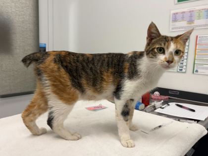 Shelter Stray Female Cat last seen E 63rd St & Swope Pkwy, KCMO, 64130, 64130, MO, Kansas City, MO 64132