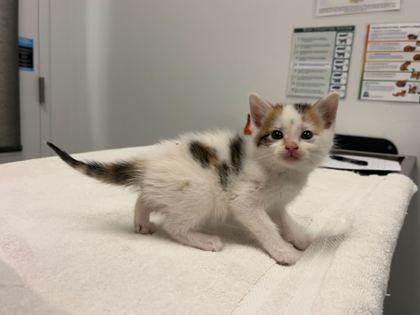 Shelter Stray Female Cat last seen E 63rd St & Swope Pkwy, KCMO, 64130, 64130, MO, Kansas City, MO 64132