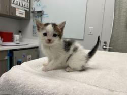Shelter Stray Female Cat last seen E 63rd St & Swope Pkwy, KCMO, 64130, 64130, MO, Kansas City, MO 64132