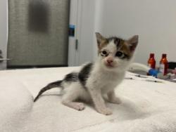 Shelter Stray Male Cat last seen E 63rd St & Swope Pkwy, KCMO, 64130, 64130, MO, Kansas City, MO 64132