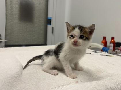 Shelter Stray Male Cat last seen E 63rd St & Swope Pkwy, KCMO, 64130, 64130, MO, Kansas City, MO 64132