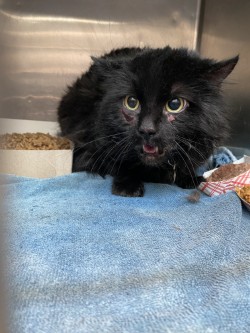 Shelter Stray Male Cat last seen El Paso, TX , Fort Bliss, TX 79906
