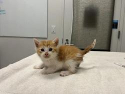 Shelter Stray Male Cat last seen E 63rd St & Swope Pkwy, KCMO, 64130, 64130, MO, Kansas City, MO 64132