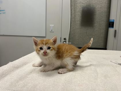 Shelter Stray Male Cat last seen E 63rd St & Swope Pkwy, KCMO, 64130, 64130, MO, Kansas City, MO 64132