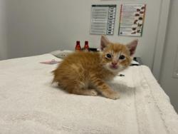 Shelter Stray Male Cat last seen E 63rd St & Swope Pkwy, KCMO, 64130, 64130, MO, Kansas City, MO 64132