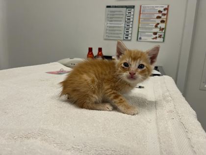 Shelter Stray Male Cat last seen E 63rd St & Swope Pkwy, KCMO, 64130, 64130, MO, Kansas City, MO 64132