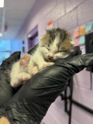 Shelter Stray Male Cat last seen El Paso, TX 79930, Fort Bliss, TX 79906