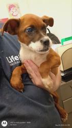 Shelter Stray Female Dog last seen Atlanta, GA 30349, Atlanta, GA 30336
