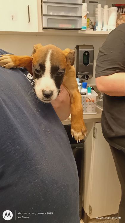Shelter Stray Female Dog last seen Near creel rd, College Park, GA, 1251 Fulton Industrial Blvd NW, Atlanta, GA 30336, USA