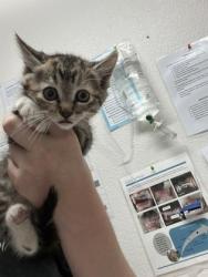 Shelter Stray Female Cat last seen Rancho Cordova, CA 95670, Sacramento, CA 95828