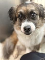Shelter Stray Female Dog last seen Memphis, TN , Bartlett, TN 38134