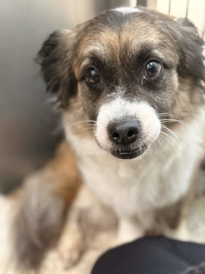 Shelter Stray Female Dog last seen Memphis, TN , Bartlett, TN 38134