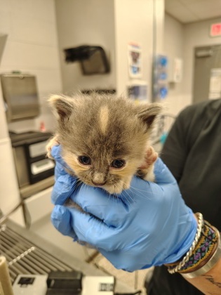 Shelter Stray Female Cat last seen Franklin County, NC , Gastonia, NC 28052