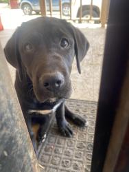 Found/Stray Female Dog last seen Day St, Byron St, Mead Valley, CA 92570
