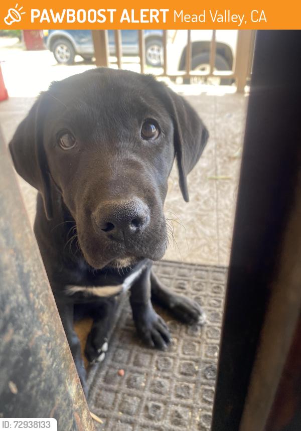 Found/Stray Female Dog last seen Day St, Byron St, Mead Valley, CA 92570