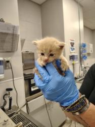 Shelter Stray Male Cat last seen Franklin County, NC , Gastonia, NC 28052
